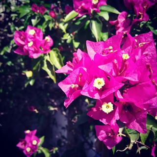  Ya está aquí la primavera #spring #primavera #flowers  