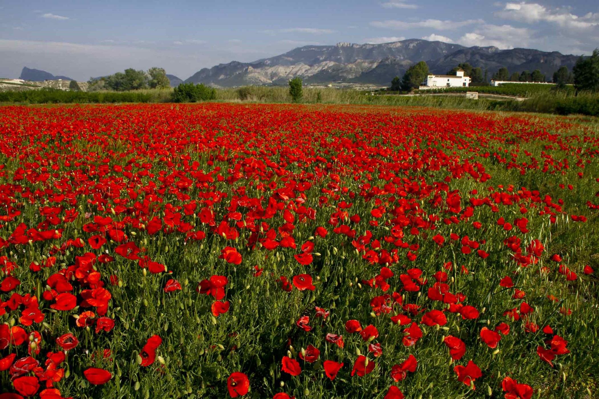 campo-de-amapolas